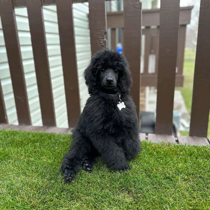 black-poodle-dog-breed