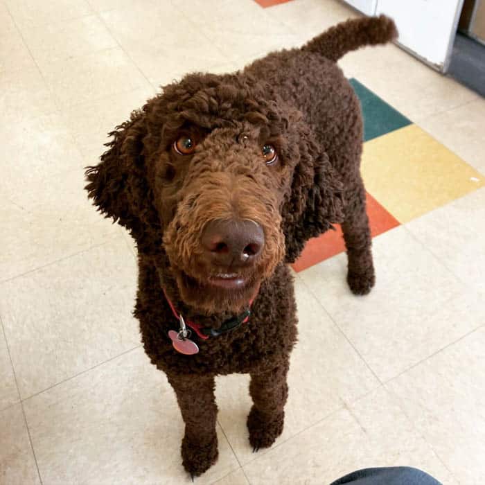 brown-poodle-adult-dog