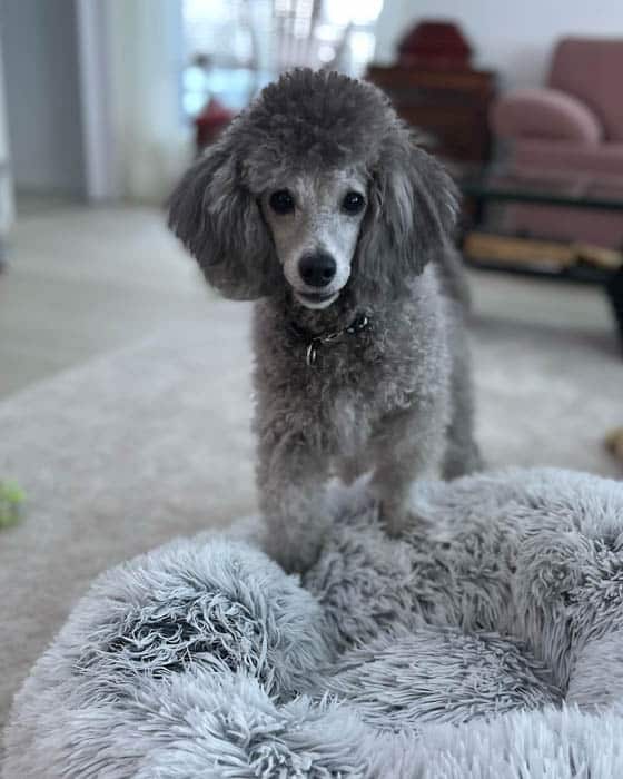 silver-poodle-dog-breed