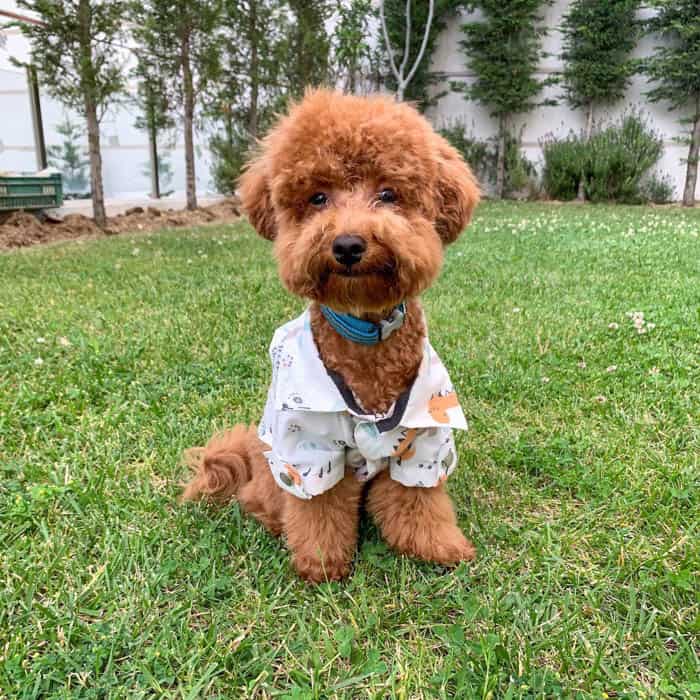 brown-poodle-dog-outdoor