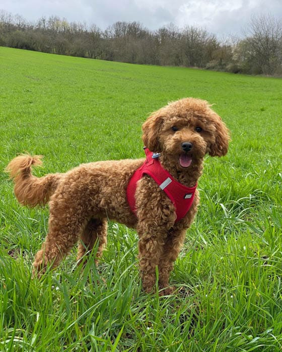 brown-poodle-dog-with-dog-west