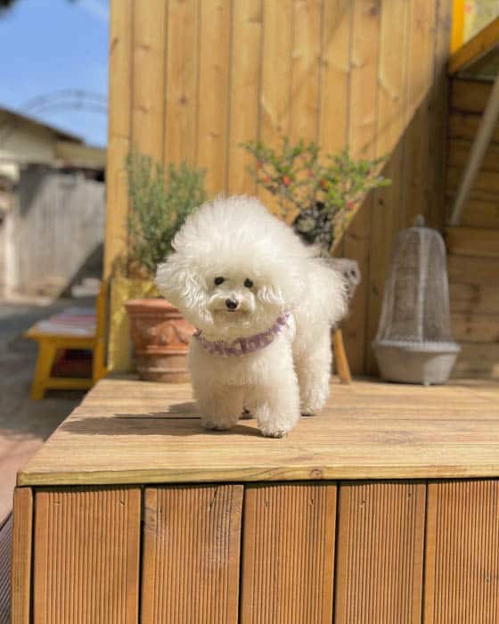 white-poodle-puppy