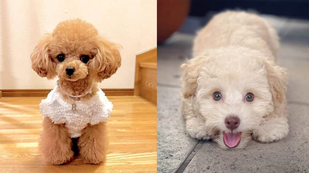 do-poodles-have-hair-or-fur
