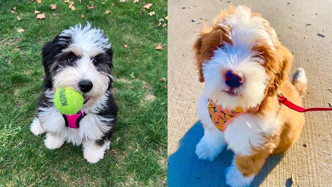 at what age is a bernedoodle full grown