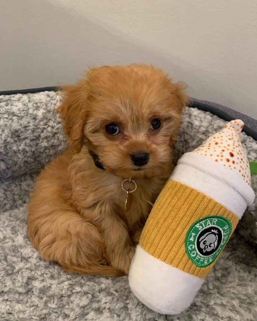 full-grown-cavapoo-dogs-2