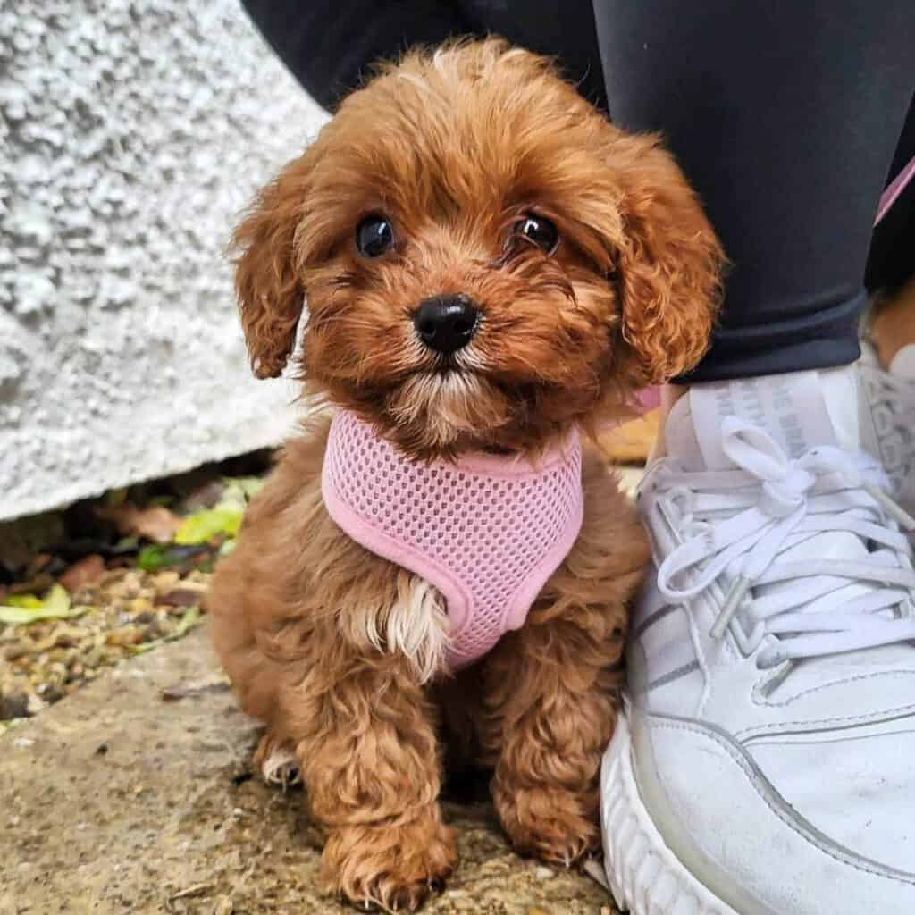 full-grown-cavapoo-dogs-3