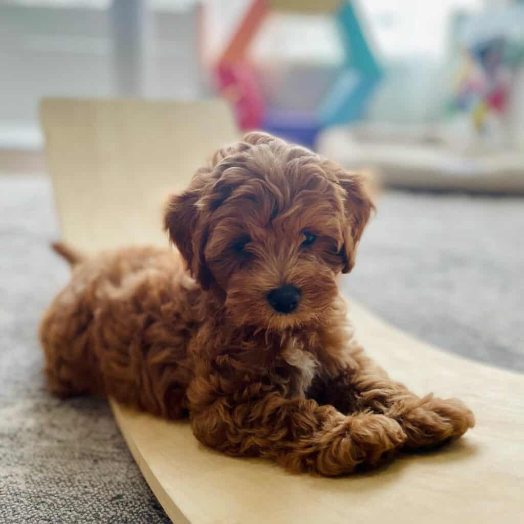 full-grown-cavapoo-dogs-5