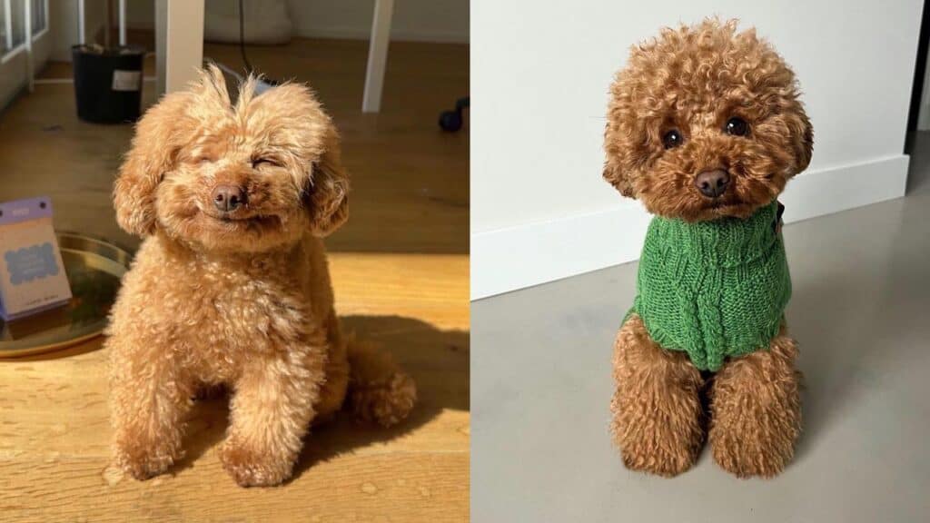 weird-things-poodles-do