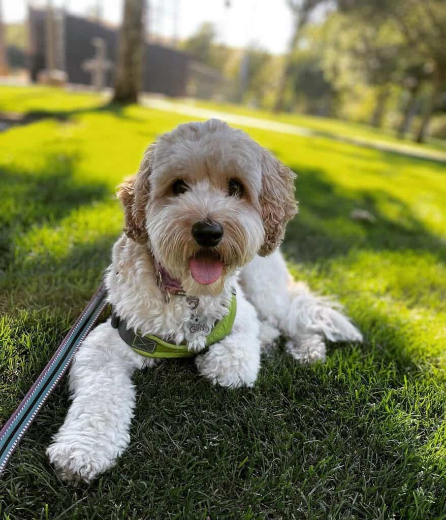 when-do-labradoodles-calm-down-2