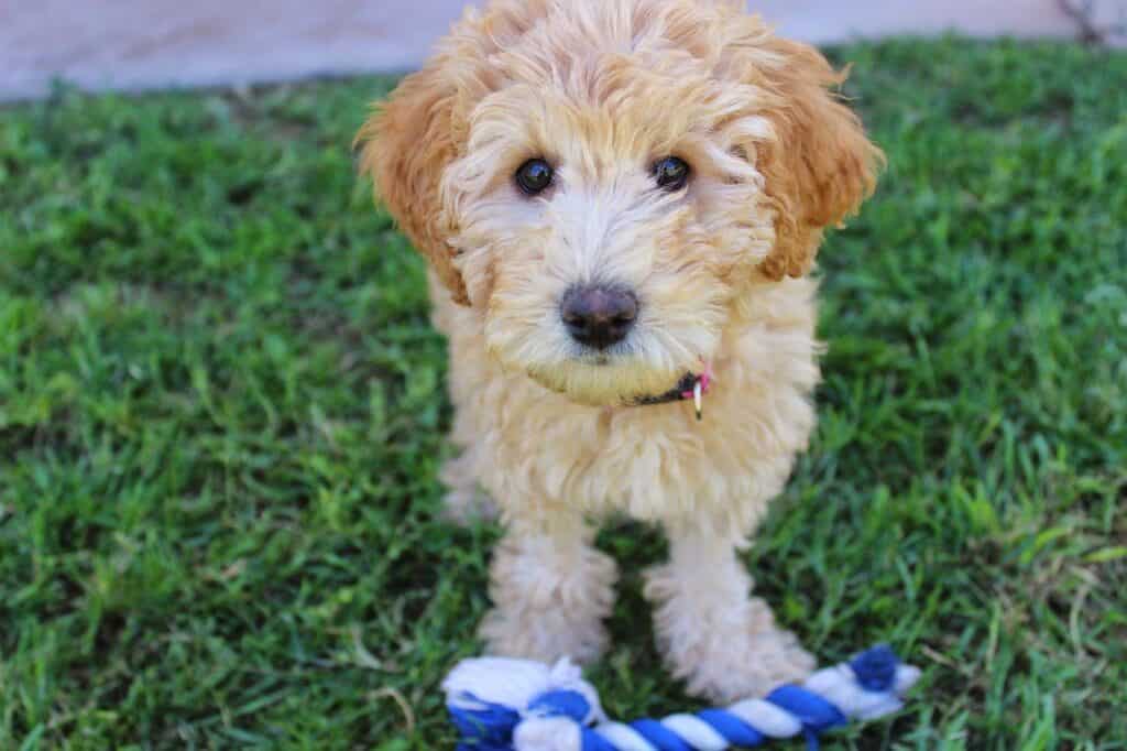 when-do-labradoodles-calm-down